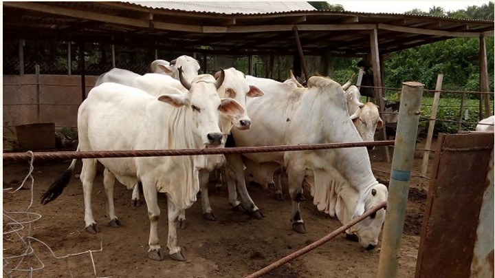 Anambra Cattle