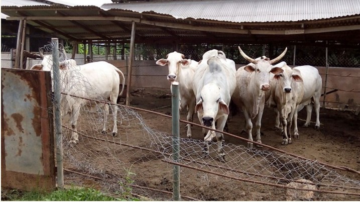 Anambra Cattle2