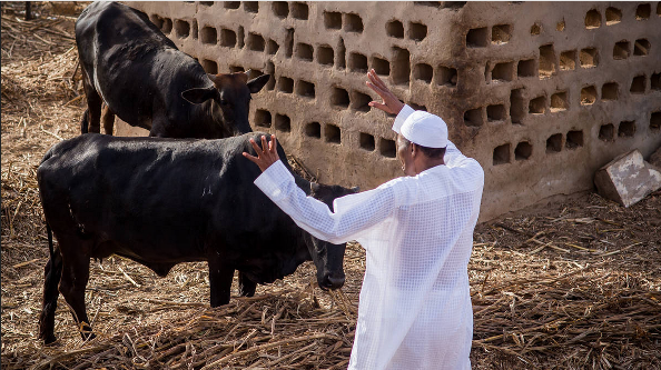 buhari Cow